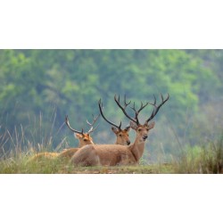 Kanha National Park 2N/3D
